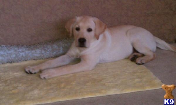 Puppies in Katy